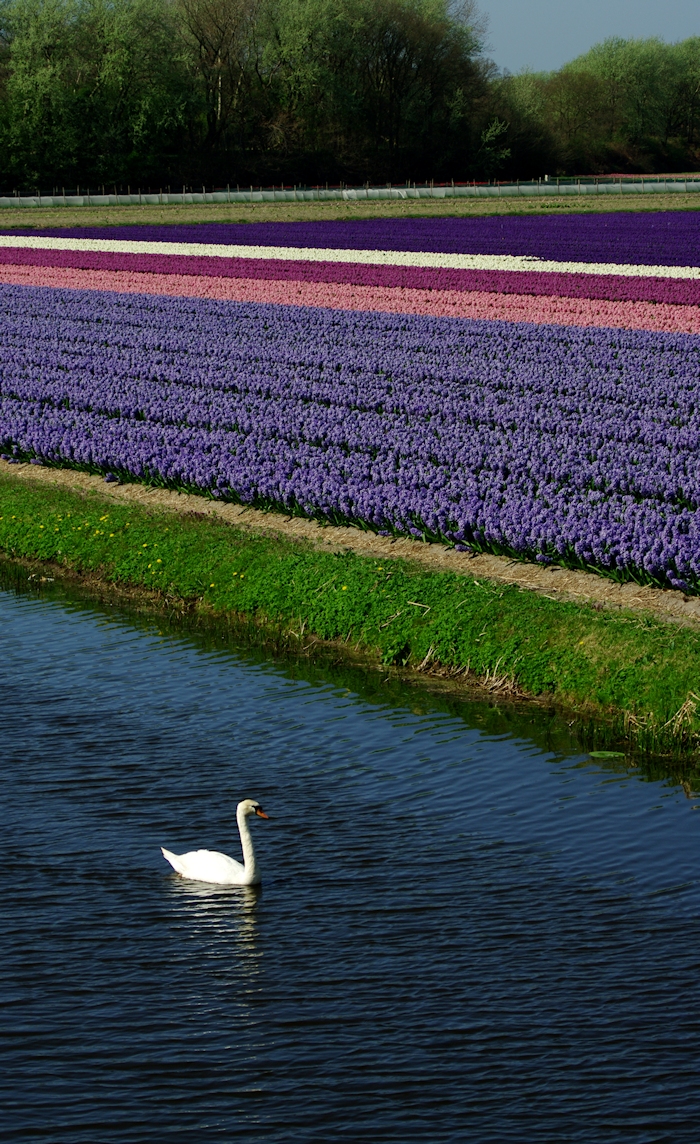 Blog Netherlands flowers
