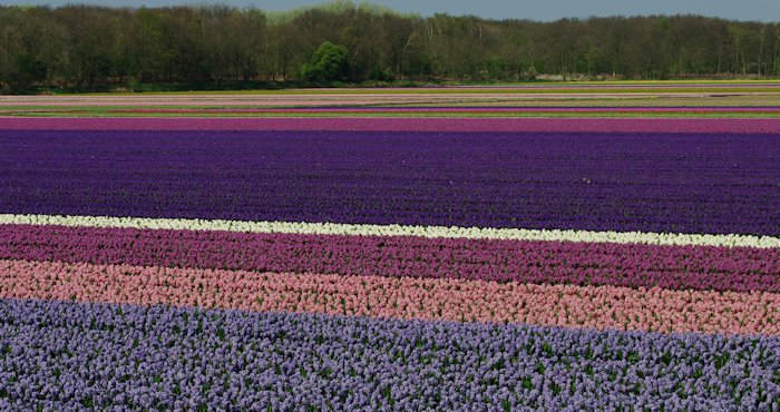 Blog Netherlands flowers